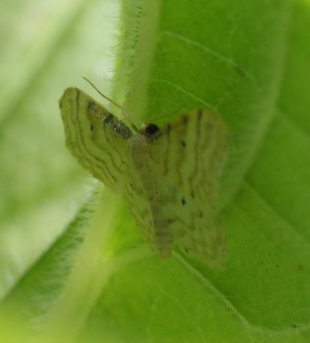 Réf. 261 552 : Idaea fuscovenosa